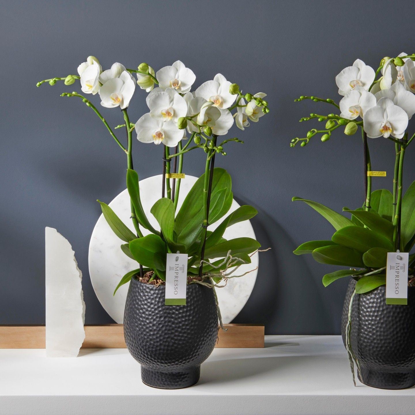 ORCHIDEES DE CHEZ ROSEWOOD WATERLOO