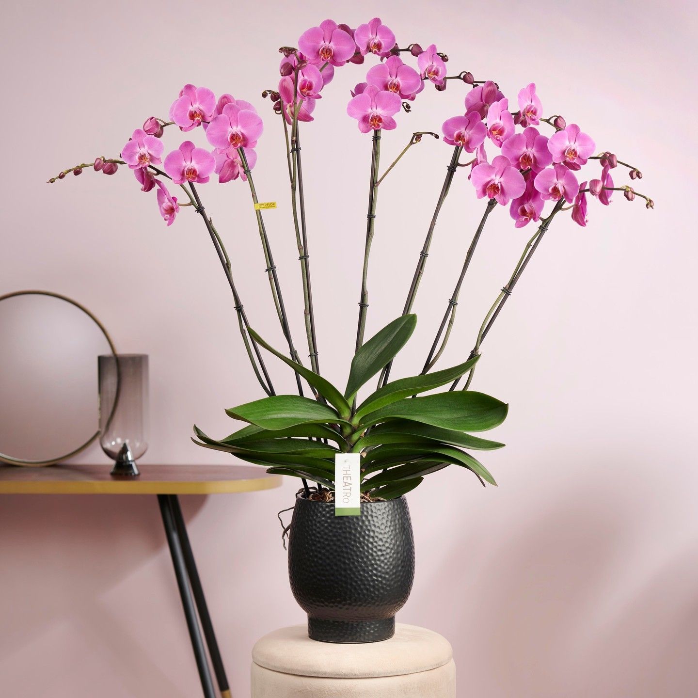 ORCHIDEES DE CHEZ ROSEWOOD WATERLOO