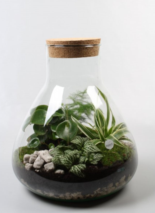 TERRARIUMS